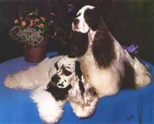 Two American Cocker Spaniels sitting on table next to a potted plant on top of a blue cloth.