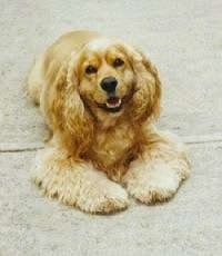 The front right side of a tan American Cocker Spaniel that is laying across a sidewalk with its mouth open. It looks like it is smiling.