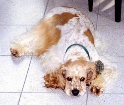 A white and tan American Cocker Spaniel is laying down on a tiled floor with a ribbon collar on.