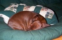 Morgan the Brown Dachshund is sleeping on a large green circular pillow