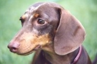 Close Up - Cocoa the brown and tan Dachshund is sitting outside