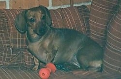Maggie the brown Dachshund is sitting against the back of a couch. There is a red plastic toy in front of her