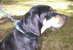 right profile - A Black and Tan coonhound is sitting in a field and drooling out the right side of its mouth while on a blue leash