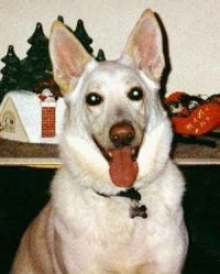 An American White Shepherd is sitting in front of a Christmas miniature set. Its mouth is open, tongue is out and it lokos like it is smiling.