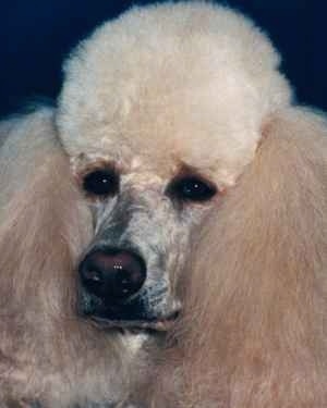 Close up head shot - The face of a tan Poodle with thick hair on its ears and head.