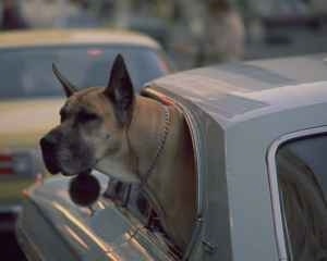 A tan with black Great Dane has its head out of the window of a vehicle that is in traffic.