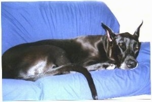 A black Great Dane is sleeping on a blue couch