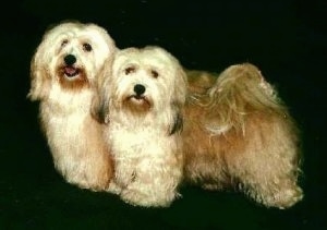 Two tan Havanese are standing on a black backdrop. The Havanese that is furthest left has its mouth open