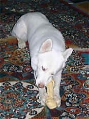 Front view - A pure white Siberian Husky dog laying down on a rug biting a rawhide bone that is in-between its front paws.