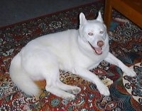 Topdown view of a pure white Siberian Husky that is laying on top of a rug. It is looking up, its mouth is open and it is looking like it is smiling.