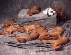 A litter of red Irish Setter puppies sleeping on a gray backdrop. One red Irish setter puppy is awake and trying to grab at a plush dog toy.