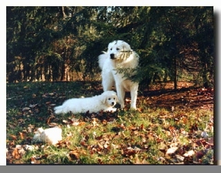 A white Kuvasz dog is standing under a tree and a Kuvasz puppy is laying next to the dog in grass.