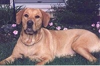 A tan Labrador Retriever is laying in grass. There is a flower bed with pink flowers and a house behind it