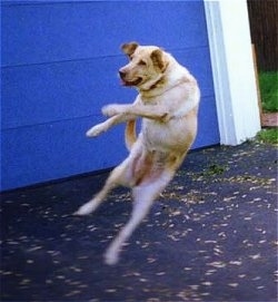 Lolly the Yellow Lab is jumped up with all four paws in the air in front of a blue garage door.