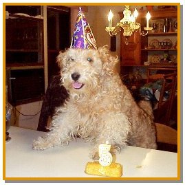A wavy-coated tan Lakeland Terrier is standing on a chair with its front paws up on a dining room table. It is wearing a purple birthday hat. There is a twinkie on top of a table with a lit candle that is shaped like a number 5. There is a wooden hutch with dishes on it behind the dog.