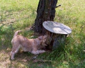 A wavy-coated tan Lakeland Terrier is kneeling in front of a stump next to a tree.