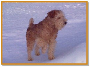 A wavy-coated red Lakeland Terrier is standing in snow with its front paw in the air.