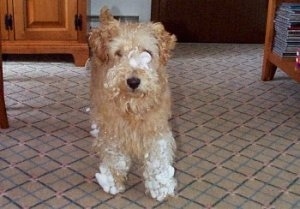 A shaggy-looking tan Lakeland Terrier is standing in a tan carpeted living room and it has snow all over its paws and face.