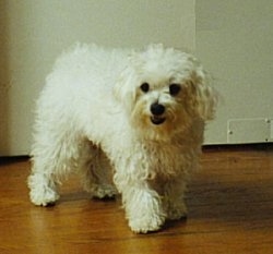 A wavy-coated white short haired Maltese is standing on a hardwood floor in front of a white wall looking to the left.