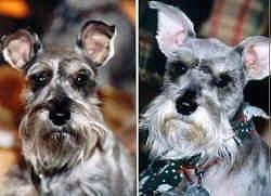 Left Picture Close up head shot - A grey with white Miniature Schnauzer. Right Profile Close Up head shot - A grey with white Miniature Schnauzer is wearing a bandana looking forward.