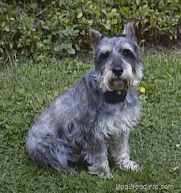 Front view - A grey with white Miniature Schnauzer is sitting in grass and there is a bush behind it.