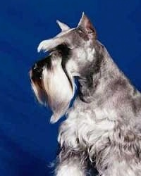 Front view - A grey with white Miniature Schnauzer is sitting in front of a blue backdrop and looking to the left.