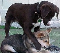 A chocalate with white mixed breed dog is standing over top of a laying black with brown and white Corgi mix. The dog on top has its paw wrapped around the dog on the grounds neck who is chewing on a rope toy.