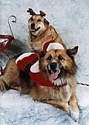 A standing and a laying tan with white mixed breed dog. The front most dog is wearing a santas jacket and a Santa hat. There is another dog behind wearing reindeer horns.