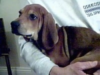 Close Up - Oscar the brown Doxle puppy is laying in the arms of a person who is wearing a white shirt