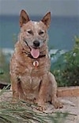 A large breed short haired, perk eared, tan with white mixed breed dog is sitting on a porch that is overlooking a body of water.