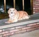 A Golden Cocker Retriever is laying on a bannister in front of a fireplace