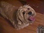 A long-haired, wiry-looking, shaggy, tan mixed breed dog is standing on a hardwood floor and its mouth is open and tongue is out looking up.