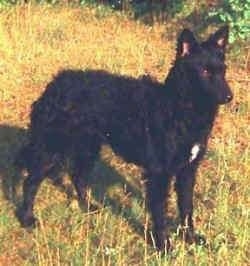 A black with a tuft of white Mudi is standing in grass and it looks very alert.