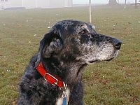 Upper body shot of a dog sitting and looking to the right - A merle black with white Australian Shepherd mix is wearing a red collar sitting in grass on a foggy day.