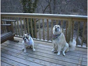 Spike the Bulldog and a tan with white Shepherd Husky are sitting on a wooden deck looking forward and they are both wearing bandanas.