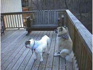 The backside of Spike the Bulldog and a tan with white Shepherd Husky are sitting and standing on a wooden porch. They both are wearing bandanas.