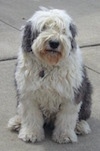 A white and grey Old English Sheepdog is sitting on a concrete surface.