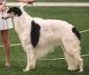 Left Profile - A white with black Borzoi is standing in grass and he is looking to the left. There is a person standing behind him.