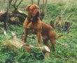 A red Dogue de Bordeaux is standing in grass and its upper half is on top of a log. He is looking to the right.
