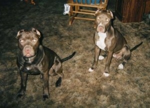 Two American Pit Bull Terriers are sitting on a carpet and looking forward. There is a rocking chair behind it.