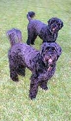 Two shiny black Portuguese Water Dogs are standing across a grass surface. Both of there mouths are open and they are both looking forward.