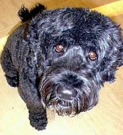 Close up - A shiny-coated black Portuguese Water Dog is sitting on a hardwood floor and it is looking up.