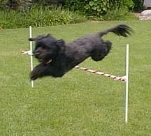 Action shot - A black Portuguese Water Dog is in the middle of jumping over an agility obstacle.