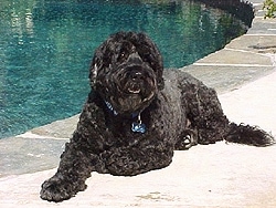 Front side view - A black Portuguese Water Dog is laying at the side of a pool. It is looking forward and its mouth is open.