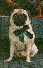 Front view - A black with white Pug is sitting on a couch and it is looking forward. It is wearing a green ribbon.