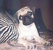 Close up front view - A tan with black Pug is laying on a couch and it is looking forward. Its head is tilted to the left.