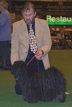 Left Profile - A dreaded black Puli is being posed across a green surface at a dog show. There is a man on his knees behind the dog.