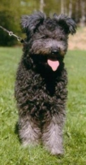 pumi breed