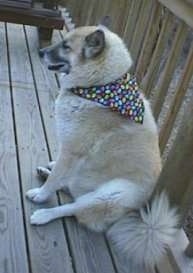 The left side of a tan with white Shepherd Husky that is wearing a colorful bandana, it is sitting on a wooden deck looking to the left and its mouth is slightly open.