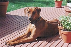 A tall Rhodesian Ridgeback is laying across a red wooden deck in the sun looking forward. To the right of the dog are two potted plants. You can see a dark line down the dog's back.
